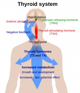 Illustration af hormoner relateret til skjoldbruskkirtlen