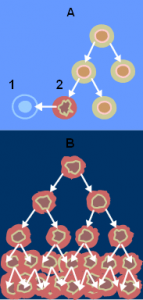 Illustration af apoptose og normal celledeling