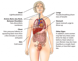Illustration af kvinde og hendes indre organer
