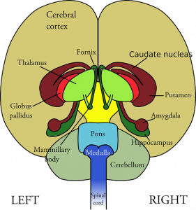 Illustration af hjernens forskellige sektioner