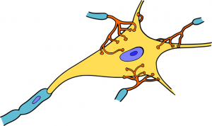 Illustration af hjernecelle