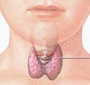 Throid gland in the neck