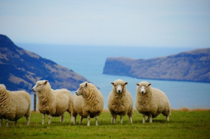 Græssende får på New Zealand