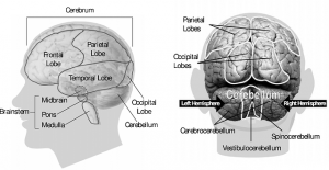Illustration af hjernen fra siden og bagfra