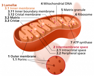 En mitokondrie
