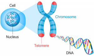 Telomere depiction