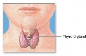 Thyroid gland