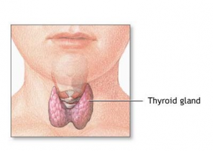 Illustration of thyroid gland from Wikimedia Commons