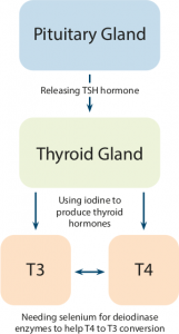 Diagram of thyroid hormone production