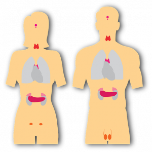 Illustration af kroppens endokrine system