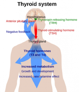 Thyroid system